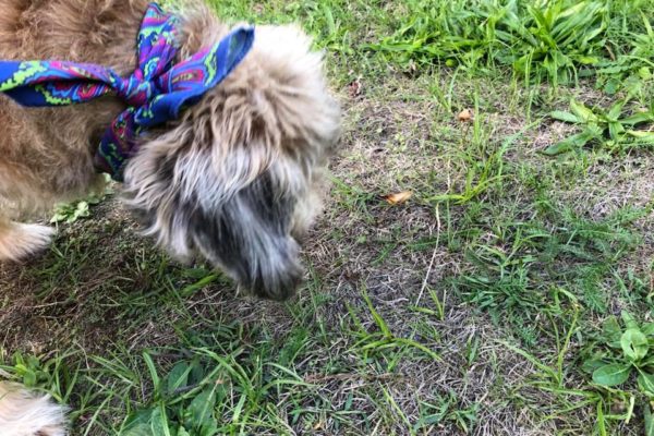 Miha Kampus- Trockenheit im Sommer- So trockene Wiesen, dass unser Hund schon nach Wasser sucht.