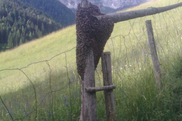 Siegfried Uznik- Bienenschwarm in Zell