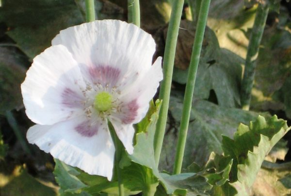 Mohn im Steinzeitgarten