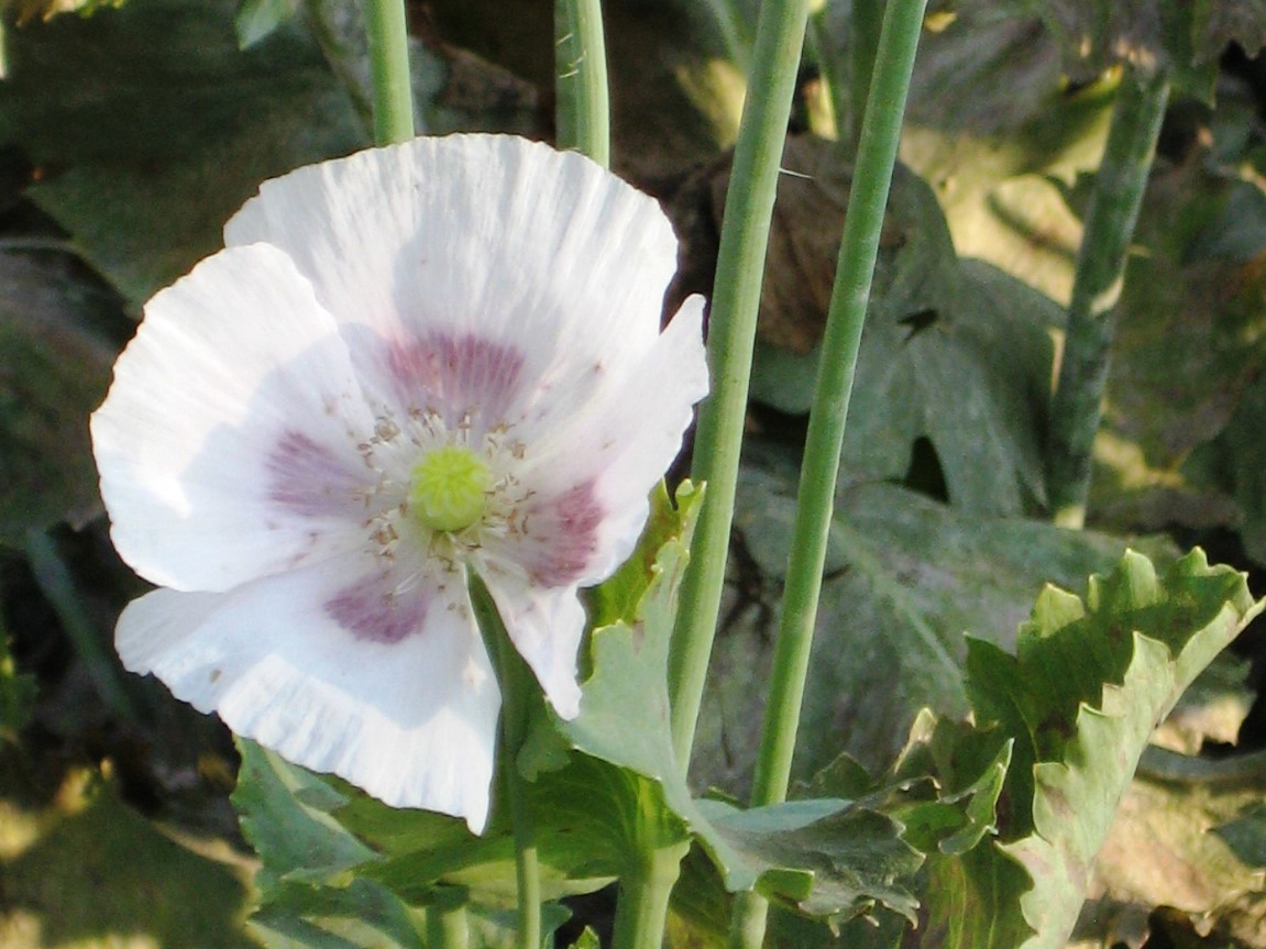 Mohn im Steinzeitgarten